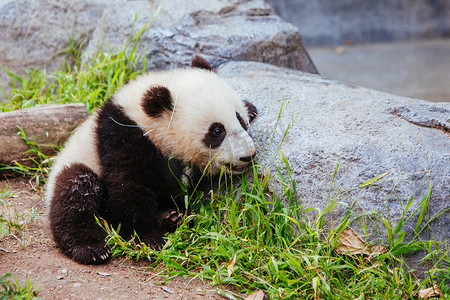 动物园熊猫摄影照片_美国加利福尼亚州的熊猫宝宝