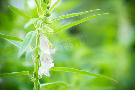 绿色模糊背景中一棵树上的芝麻白花。