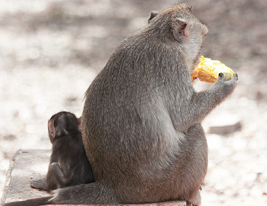 猴母子吃芒果