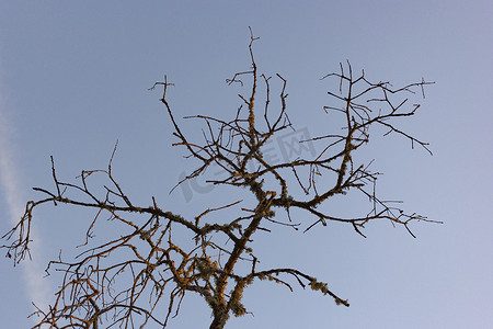 西班牙村庄田地里的死橡子树