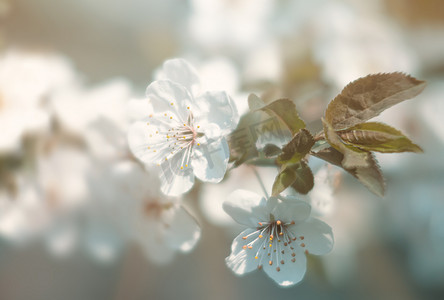 开花的春天树枝与白花