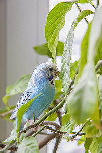 一只美丽的蓝色虎皮鹦鹉没有笼子地坐在室内植物上。