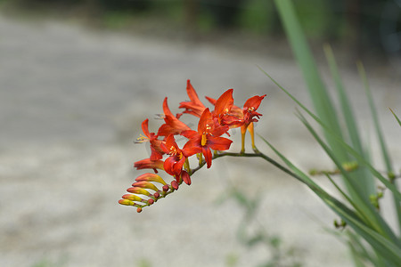 Montbretia 路西法