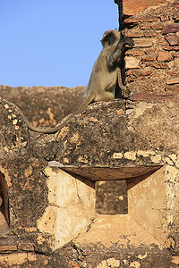 在印度本迪的 Taragarh 堡垒玩耍的灰叶猴