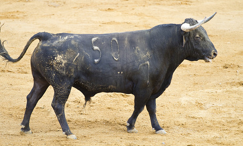 西班牙黑牛在带沙子的斗牛场
