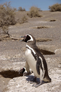 巴塔哥尼亚的企鹅