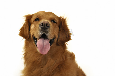 “金毛犬非常有表情的脸、前额、舌头。”
