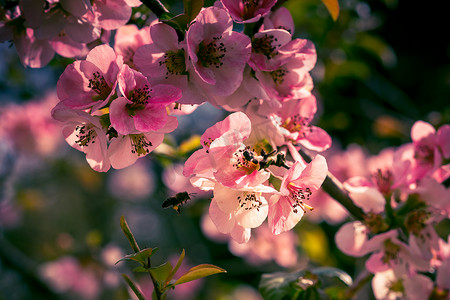 长枝上春花的粉红色花瓣吸引昆虫采集花蜜