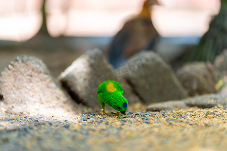 非常小而可爱的亮绿色鹦鹉 Loriculus galgulus 或蓝冠鹦鹉，咬食物
