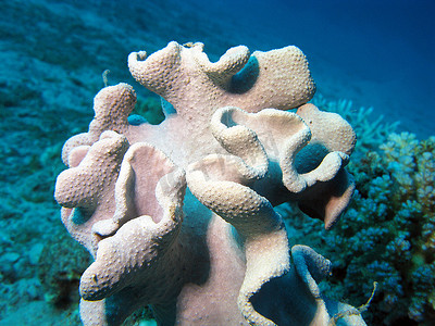 珊瑚礁与大软珊瑚在热带海底的蓝色水背景