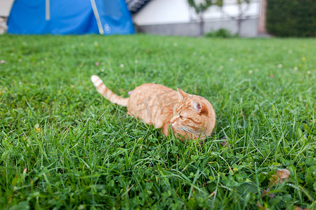 长着橙色眼睛的短毛猫红色虎斑猫蹲在新鲜的绿色草丛中。