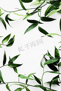 白色背景上的绿叶作为植物框架平铺、生态设计和春季自然平铺