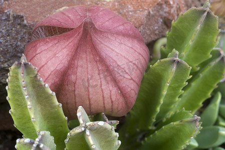 绿色仙人掌植物上的粉红色花朵