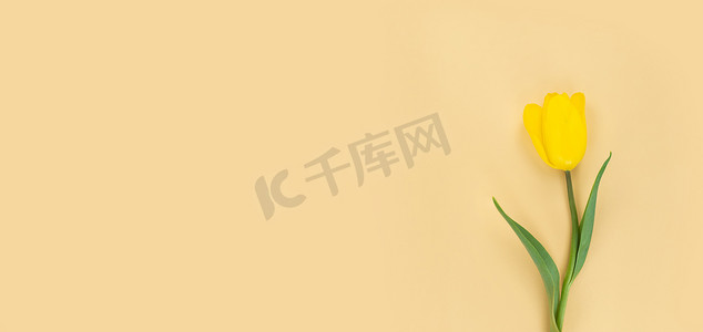 米色背景上的黄色郁金香。