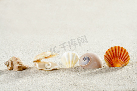 贝壳装饰摄影照片_沙滩暑假背景贝壳珍珠蛤蜊