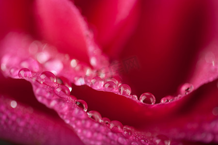 露水摄影照片_带水滴的美丽粉红玫瑰（浅焦点）