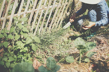 农民从花园里采摘收获韭菜蔬菜