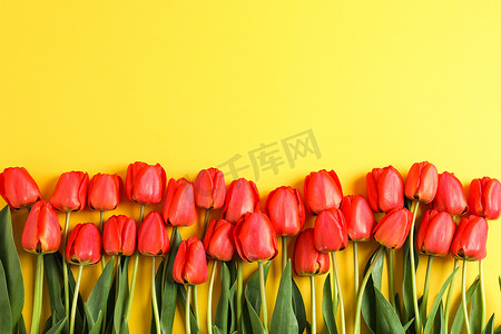 许多美丽的红色郁金香，黄色背景上有绿叶，文字空间