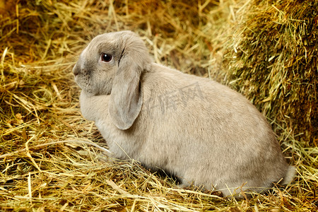 割草的兔子摄影照片_垂耳兔