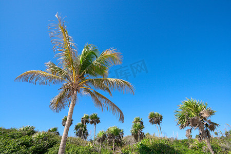 有棕榈树和天空的丛林