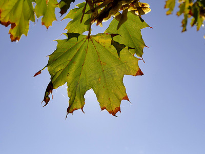 秋空摄影照片_在蓝天的秋天色的枫叶