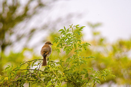 大自然中树枝上的一只小鸟