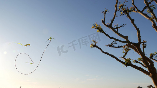 在美国加利福尼亚州圣地亚哥的 Embarcadero Marina 公园，五颜六色的风筝在蓝天中飞过树木。