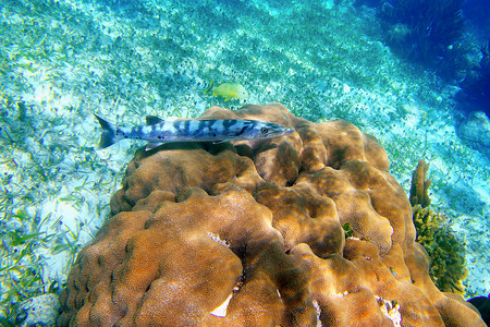 玛雅里维埃拉珊瑚卷轴上的梭鱼鱼