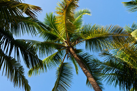 椰树椰子摄影照片_椰树