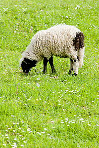 朋克赛博dj摄影照片_“草地上的羔羊，波斯尼亚和黑塞哥维那”