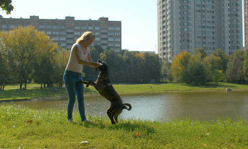 年轻女子在公园里和她的狗玩耍