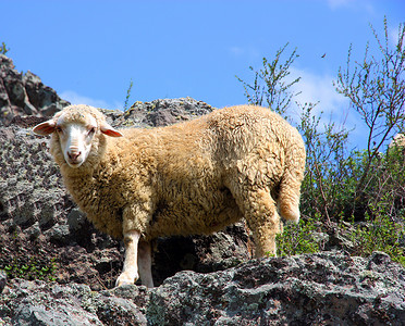 一只羊在一座美丽的山上吃草