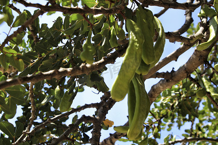 垂悬在 ceratonia siliqua 树的绿色角豆树果子