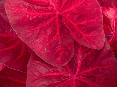 五颜六色的红色贝母叶自然和抽象背景