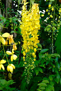 金雨 (桂皮瘘) 在树上的黄色花。