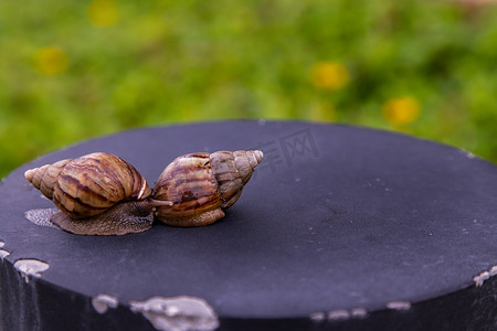 黑色钢制平台上爬行着两只外壳呈棕色条纹的深色菱形蜗牛。