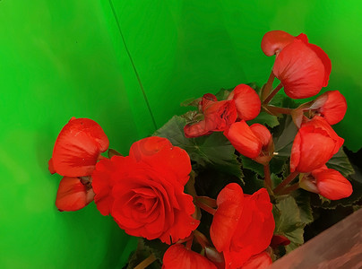 塑料箔纸摄影照片_出售美丽的红色花朵，用绿色箔纸