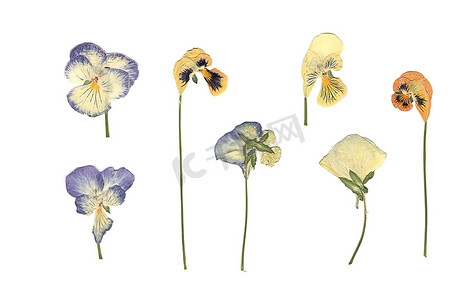 植物的组成摄影照片_白色背景上的白色、橙色和蓝色花朵的组成。