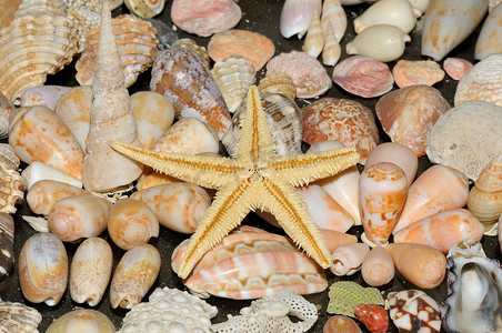 海星和各种贝壳