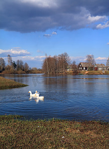 村庄附近河上的三只鹅