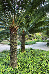 花园中的 Cycas Revoluta 植物