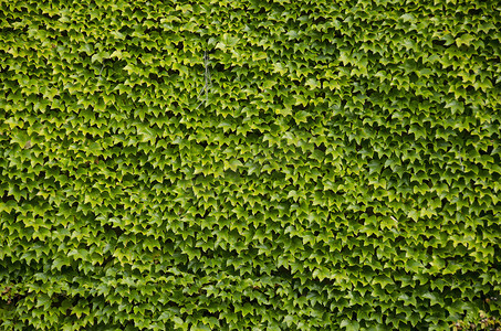 爬山虎背景墙摄影照片_波士顿常春藤绿墙背景