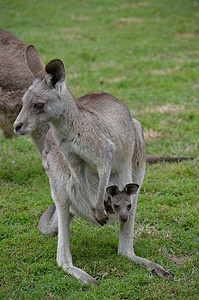 澳币摄影照片_澳大利亚袋鼠和小乔伊在育儿袋中