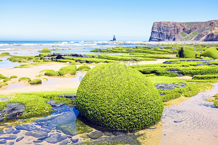 葡萄牙西海岸长满海藻的岩石