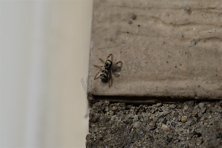 米色房墙上的斑马跳蛛 — salticus scenicusist