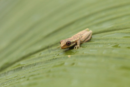 小松树林树蛙 Dryphophytes femoralis 栖息在 gr