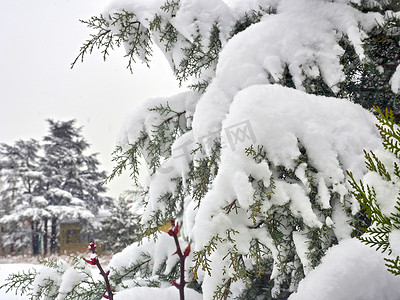寒假常绿圣诞树松枝