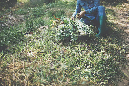 农民从花园里采摘收获韭菜蔬菜