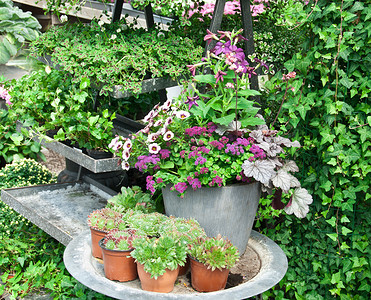 植物和花卉的安排在温室里