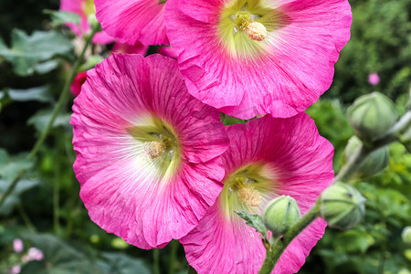 粉红色的花朵 Stockroses 在绿色清新的背景中特写